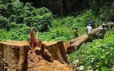 缅甸花梨（大果紫檀）逐渐成为红木家具的“主力军”。